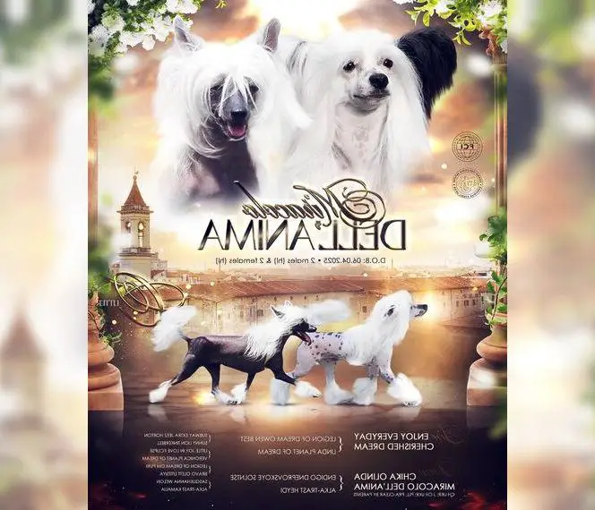 PP flaumig Chinesischer Schopfhund Cinese Crested Dog