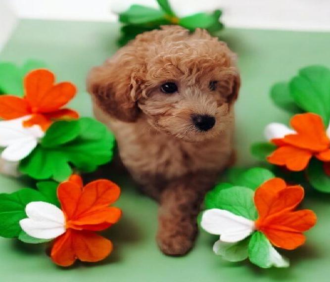 Bildschöne Toypudel Welpen