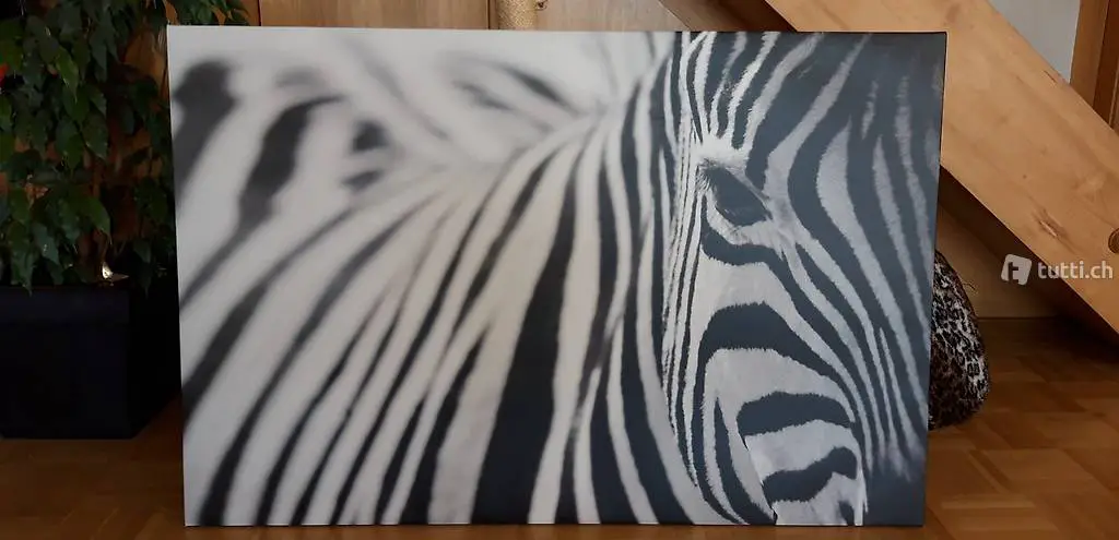 Bild Zebra