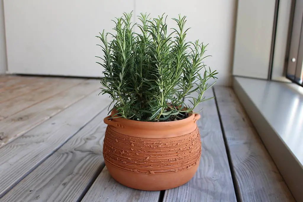 Gartentopf/Tontopf/Blumentopf/Pflanzentopf