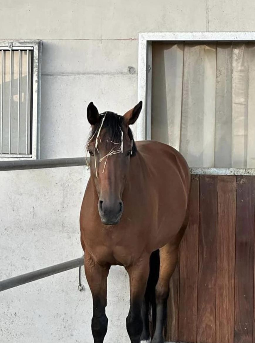 Reitbeteiligung zu vergeben in Schafisheim AG