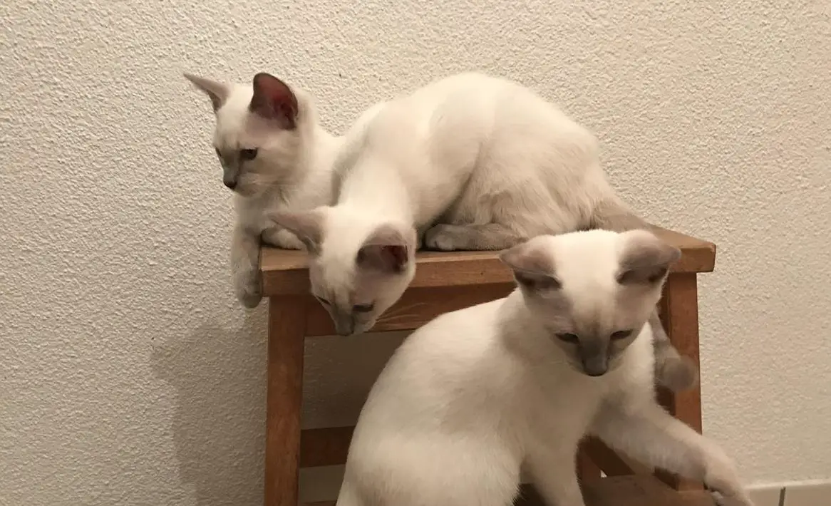 Ragdoll x Russisch Blau freuen sich auf euch