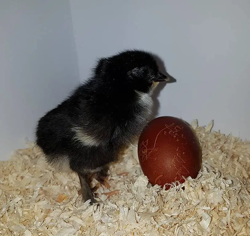 Bruteier Marans, Araucana und Lavender Araucana