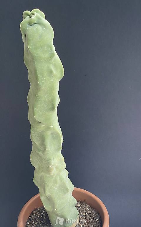 Lophocereus Schottii Monstrous - 55cm