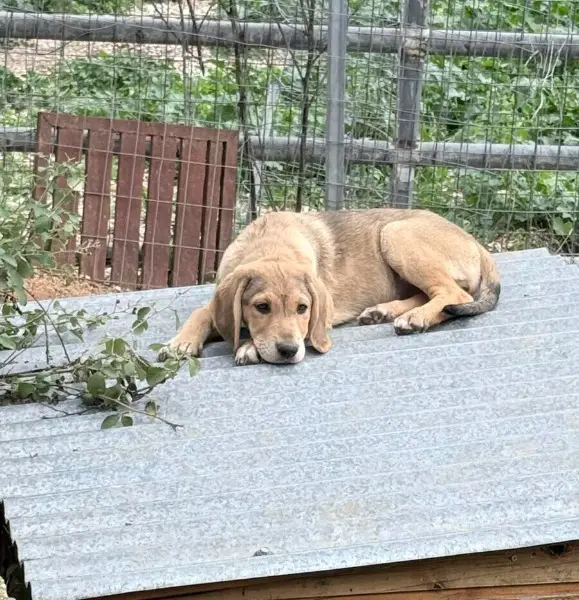 Fine, Mischlingshündin, ca. 6 Monate, z.zt. in Griechenland