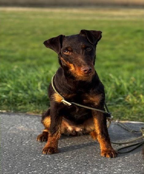 Braune Deutsche Jagdterrier Hündin mit Papier+ZP