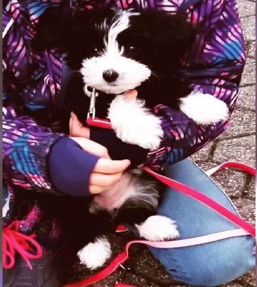 Zuckersüsse Havapoo Welpen