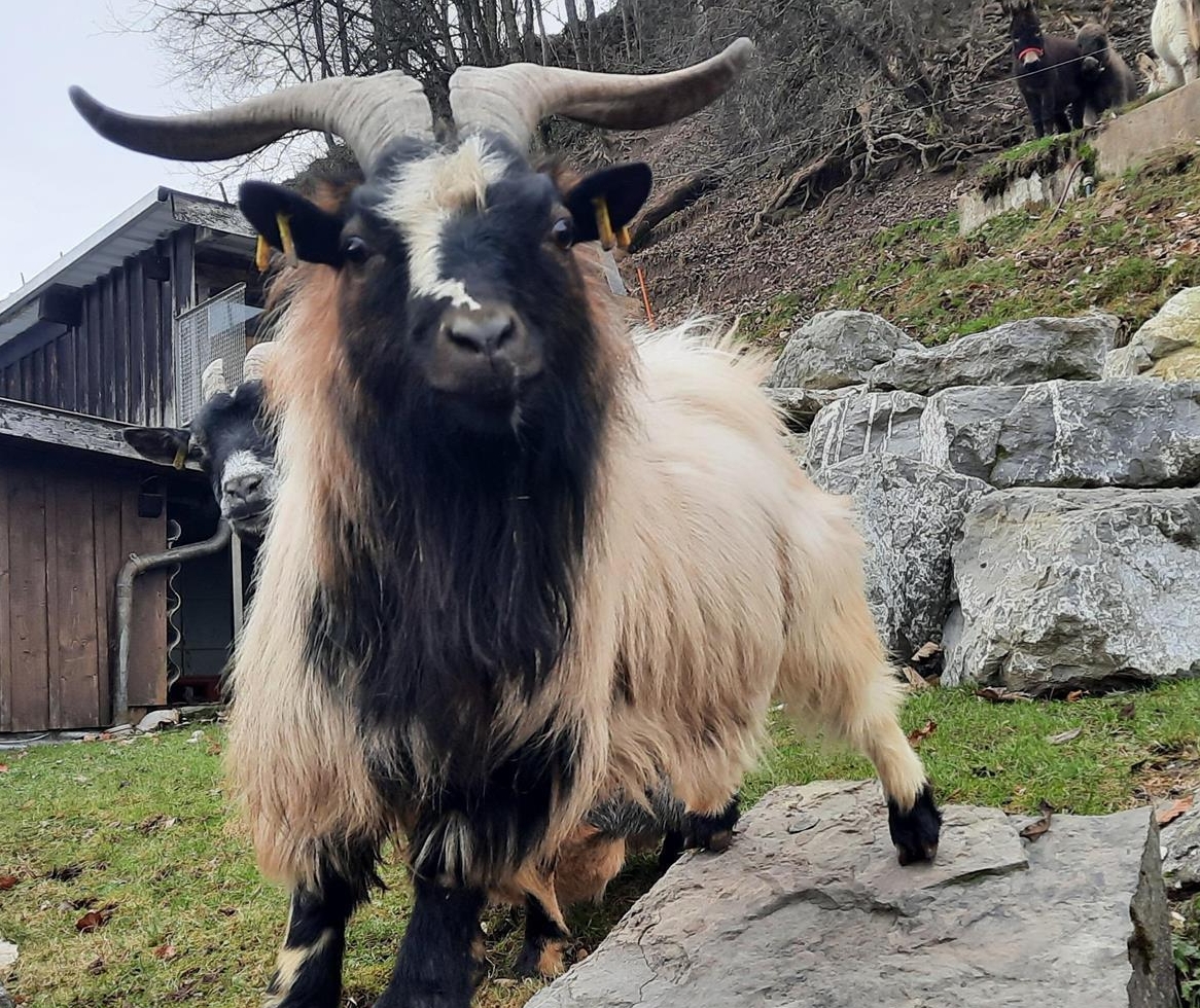 Zwergziegen Bock zum Auslehnen
