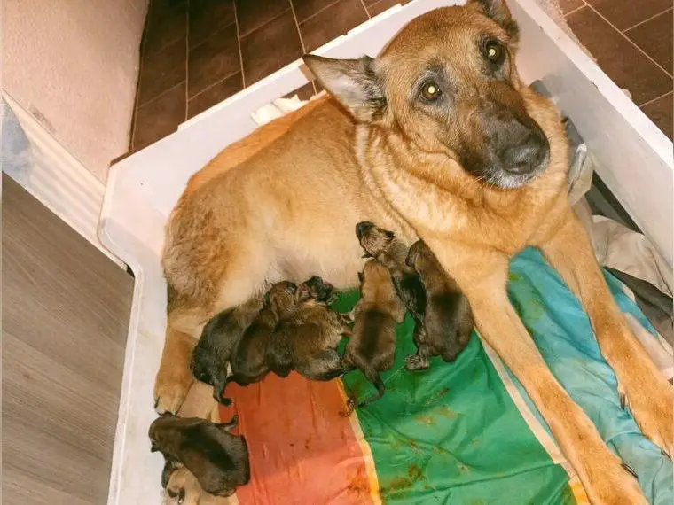 Malinois Welpen Belgischer Schäferhund