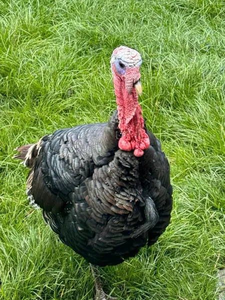 Bronze Puter / Truthahn und Pute