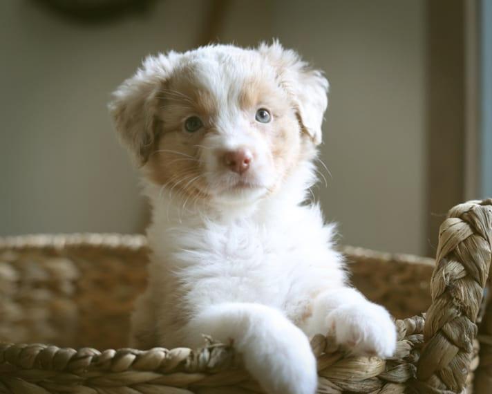 Mini Australian Shepherd mit Papieren für Familien, Therapie und Show mit Trainingskurs