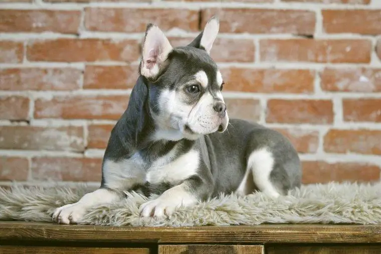 Alaska Frusky Welpen (Französische Bulldogge Mix)