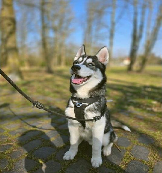 Sibirian husky 5 Monate alt