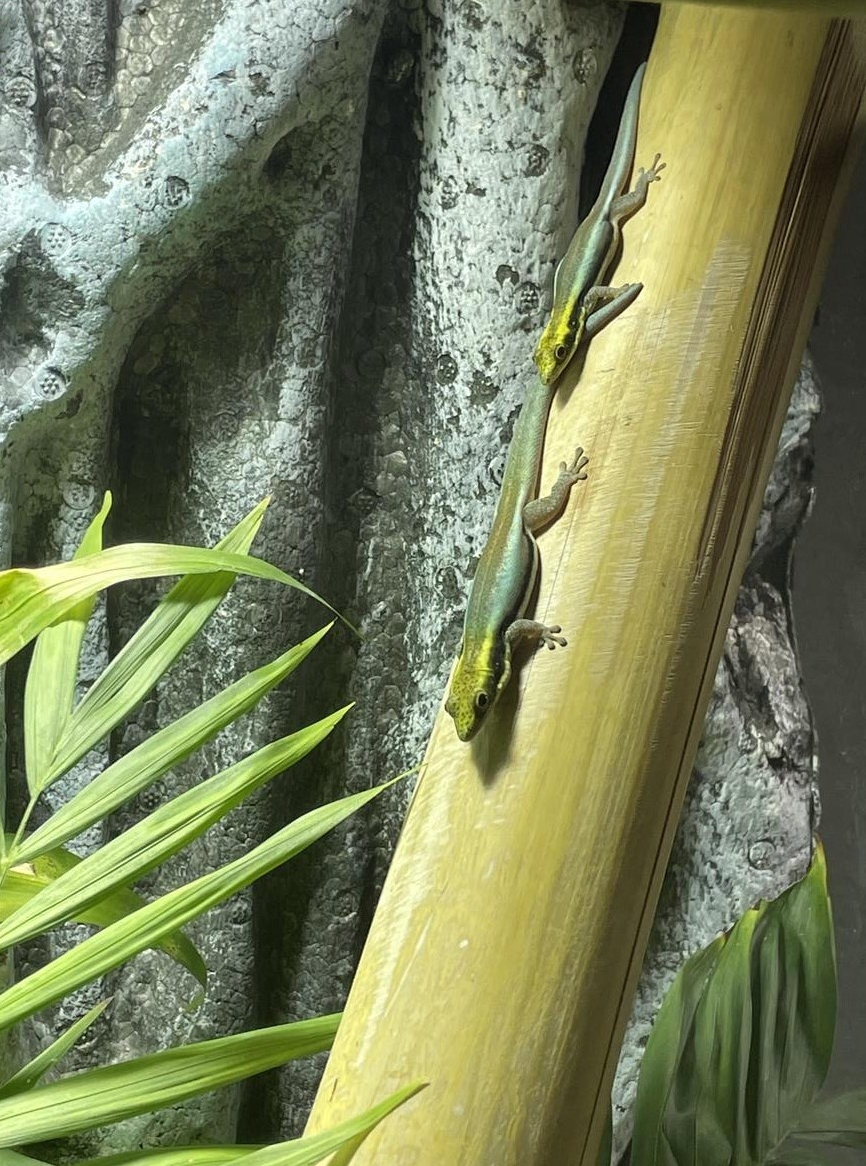 Phelsuma klemmeri Paar, Blauer Bambus-Taggecko