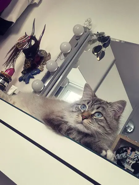 ? Katzen - Sitting & Deckservice in Kreuzlingen / Konstanz