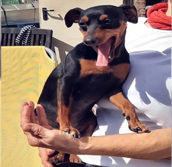 Deutscher Zwergpinscher