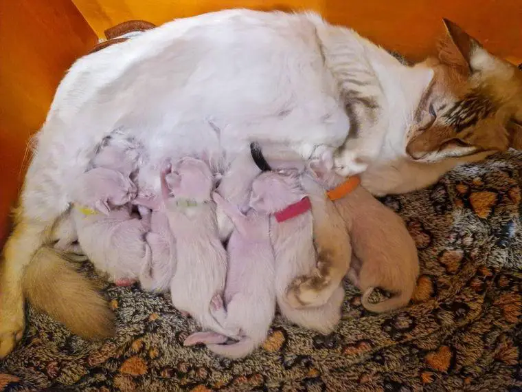 Zauberhafte Balinesen Kitten suchen bald ein neues Zuhause