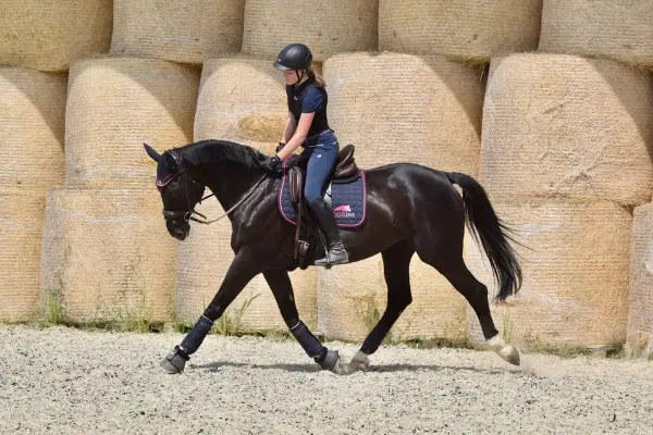 Dressurpferd / Freizeitpferd zu verkaufen