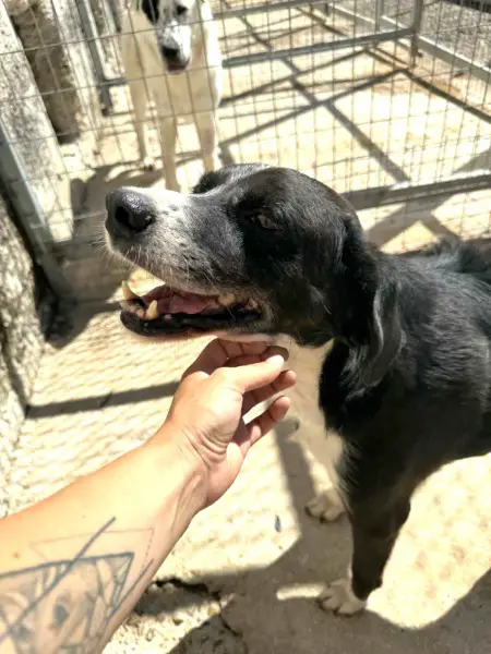 Pirat, ca. 9 Jahre alt, Mischlingsrüde, z.zt. in Griechenland