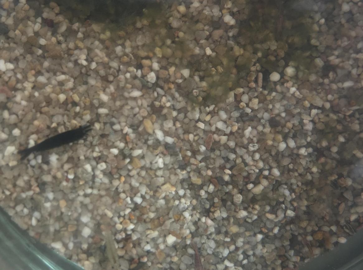 Zwerggarnelen zu verkaufen