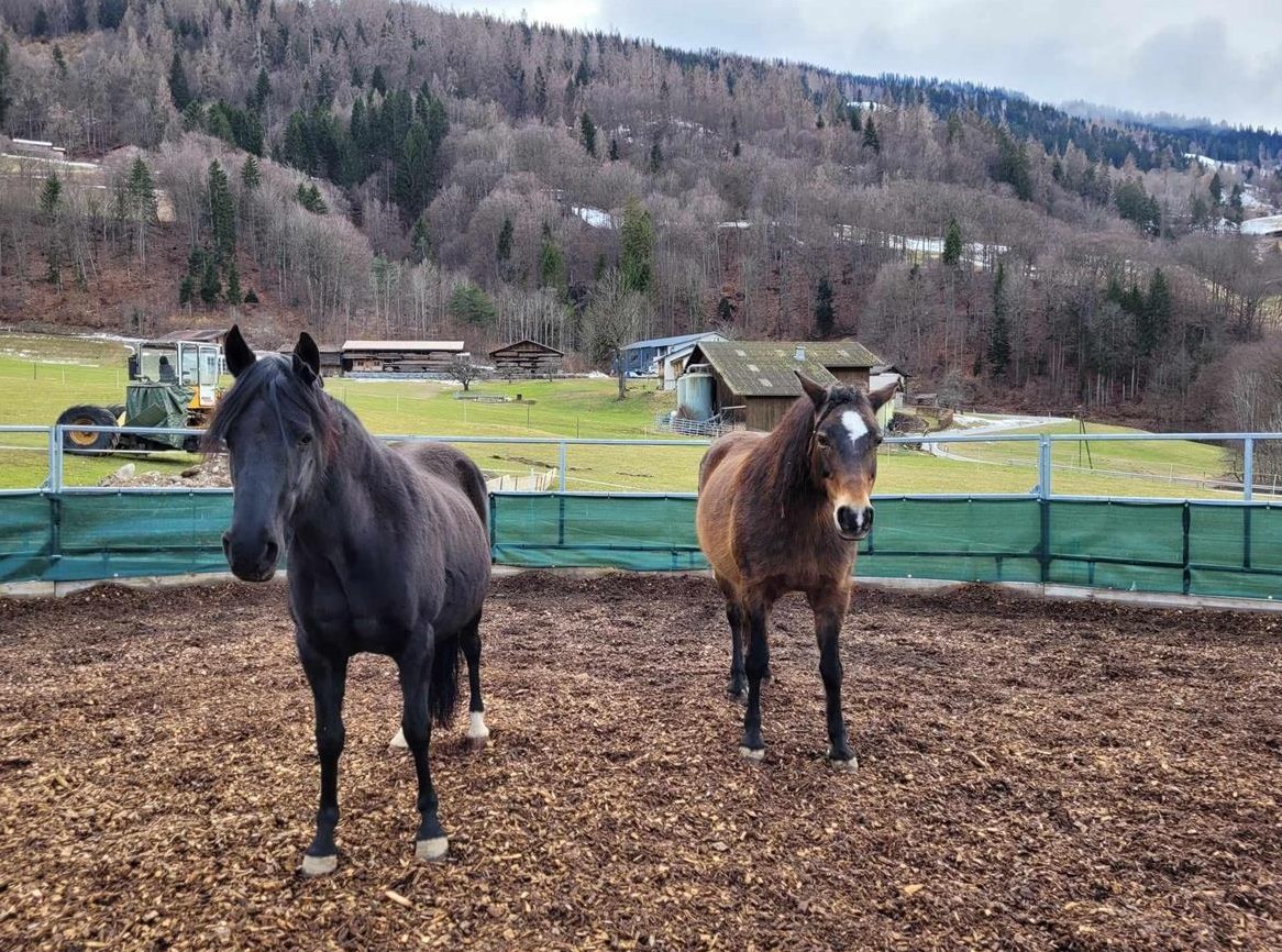 2 Kleinpferde in Fideris suchen wieder Beschäftigung