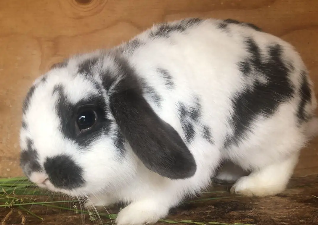 Mini Lop Rammler, blau/weiss, kastriert