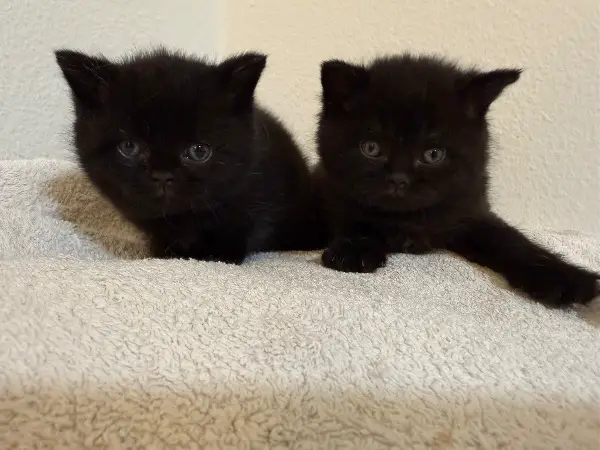 BKH Kitten männlich