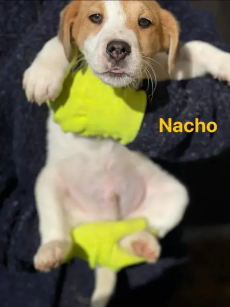 Nacho, Mischlingsrüde, ca. 3 Monate, z.zt. in Ungarn