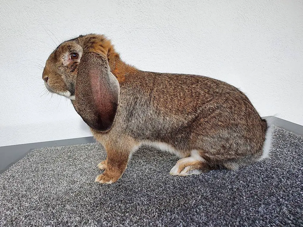 Französische Widder