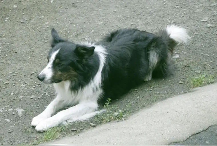 Ein Wurf Border-Collie Welpen weiblich + männlich in den Farben schwarz-weiss und zobel