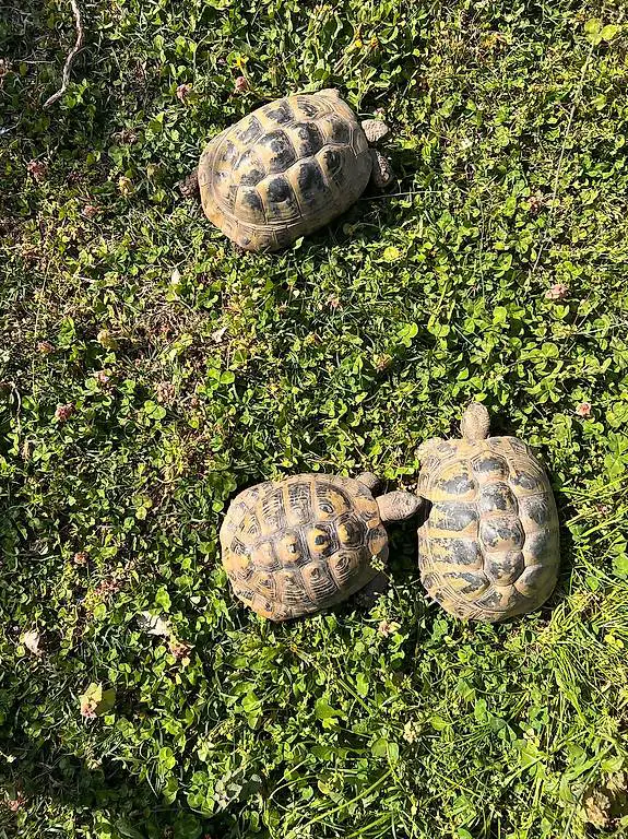 Vendo tartarughe hermanni
