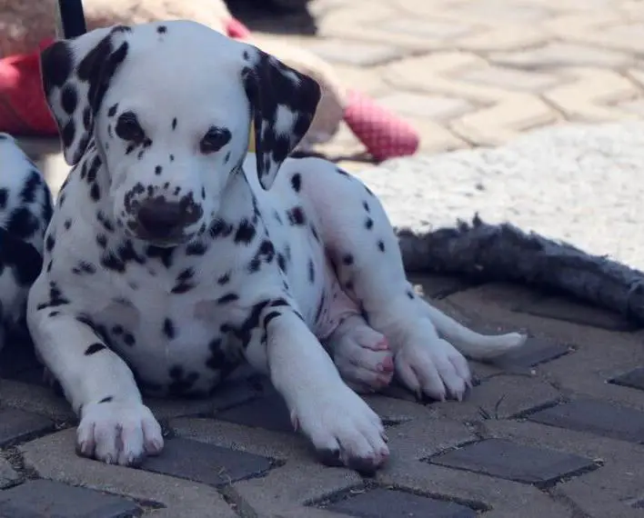 Dalmatiner Welpe Rüde Toran mit FCI/VDH Papiere ab sofort abzugeben