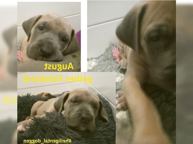 Deutsche Doggen Welpen US Linie in Sonderfarben