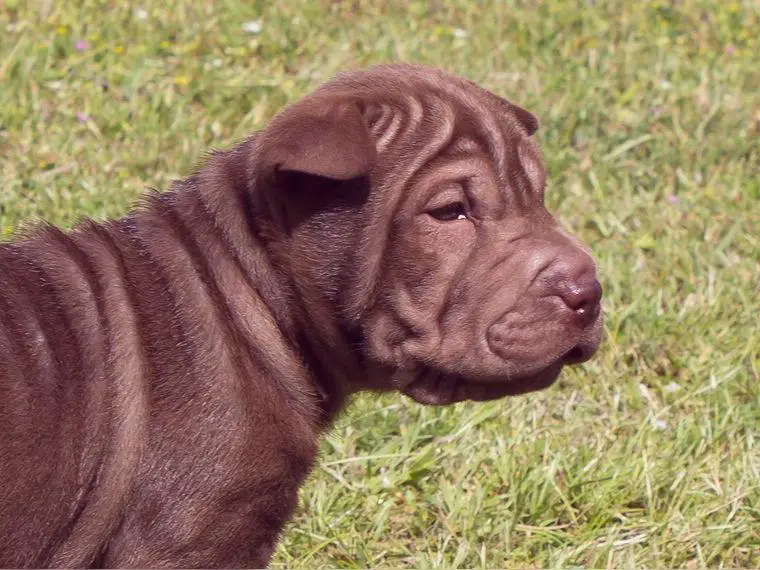 Shar Pei Welpen mit Papieren in liebevolle Hände abzugeben