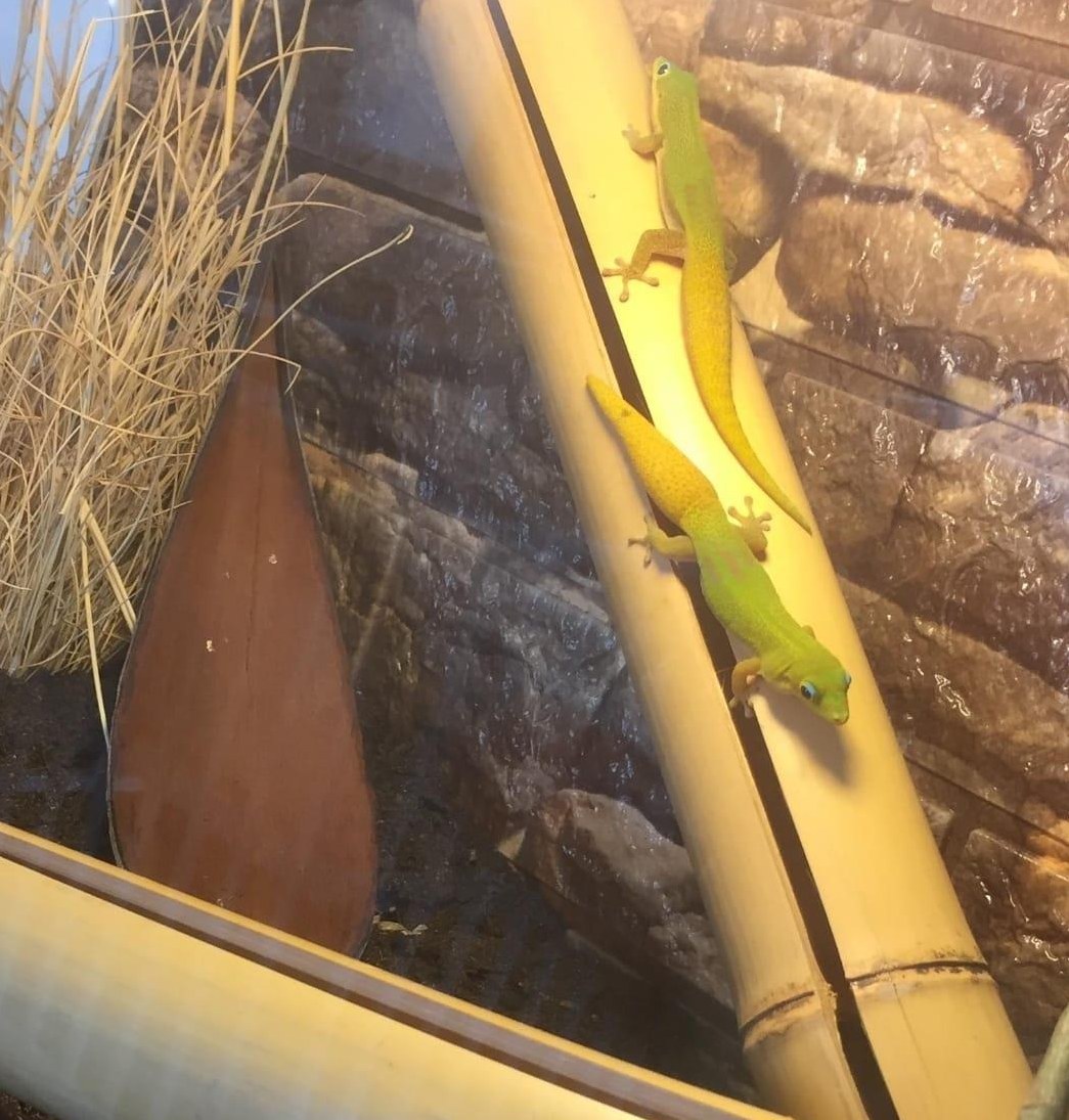 Goldstaub Taggecko Paar mit Terrarium