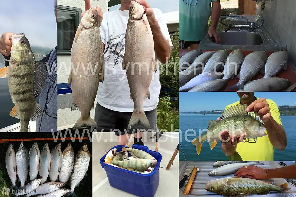  GK27 - Goldkopfnymphe für die Felchenfischerei