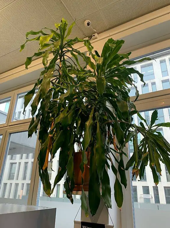 Dracaena fragrans (Drachenbaum) ? grosse Zimmerpflanze