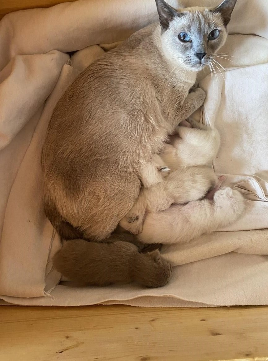 Junge Siamesen und ein Oriental Kätzchen