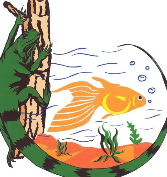 Grosse Auswahl an Aquarien Zierfischen