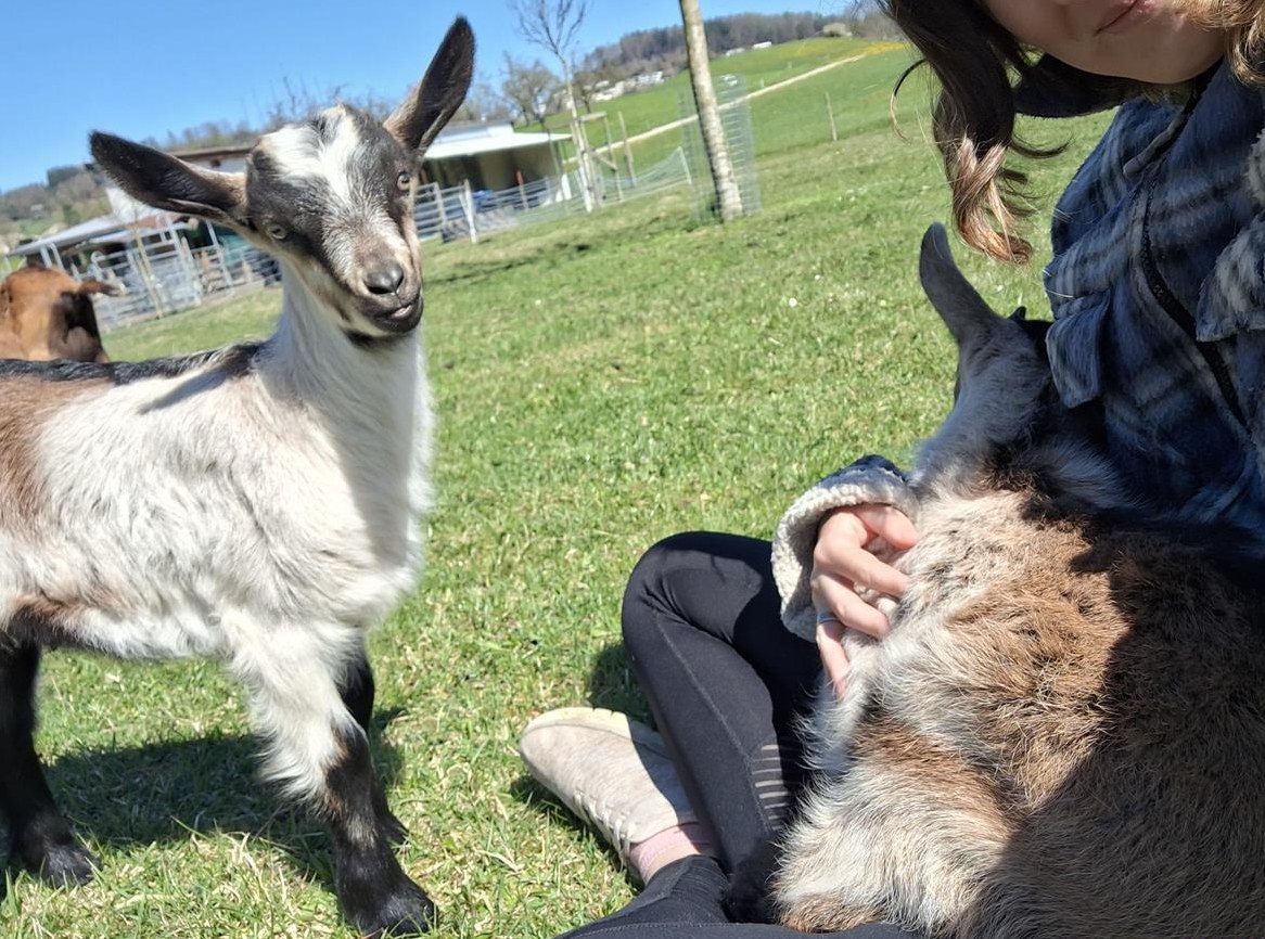 4 zahme Ziegen zu verkaufen
