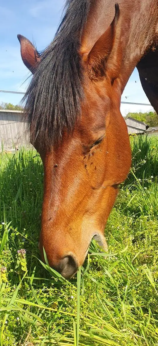 Reitbeteiligung für 5-jähriges Pferd im Raum Zürich