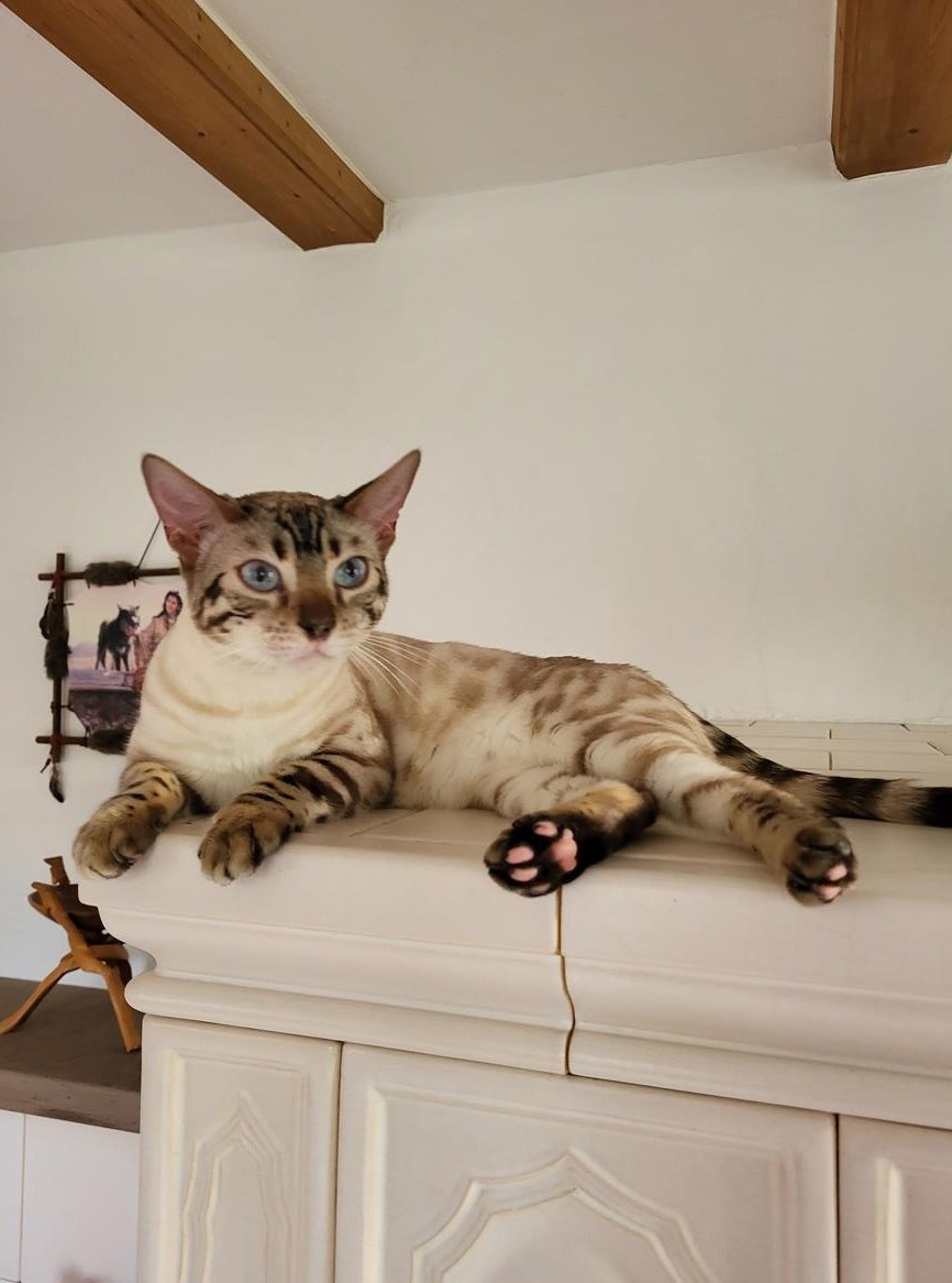 Bengal Kätzin mit Sohn suchen ein Zuhause