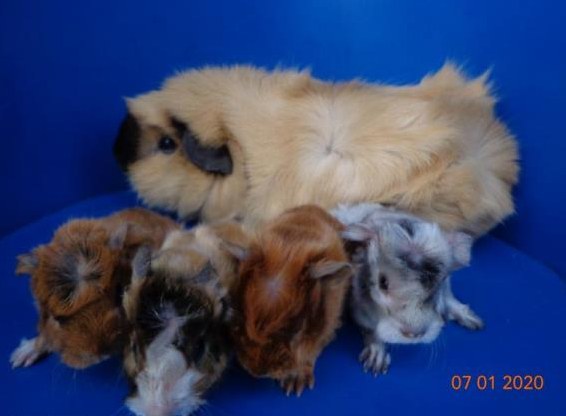 Glatthaar, Strubeli und Co Meerschweinchen zur Abgabe