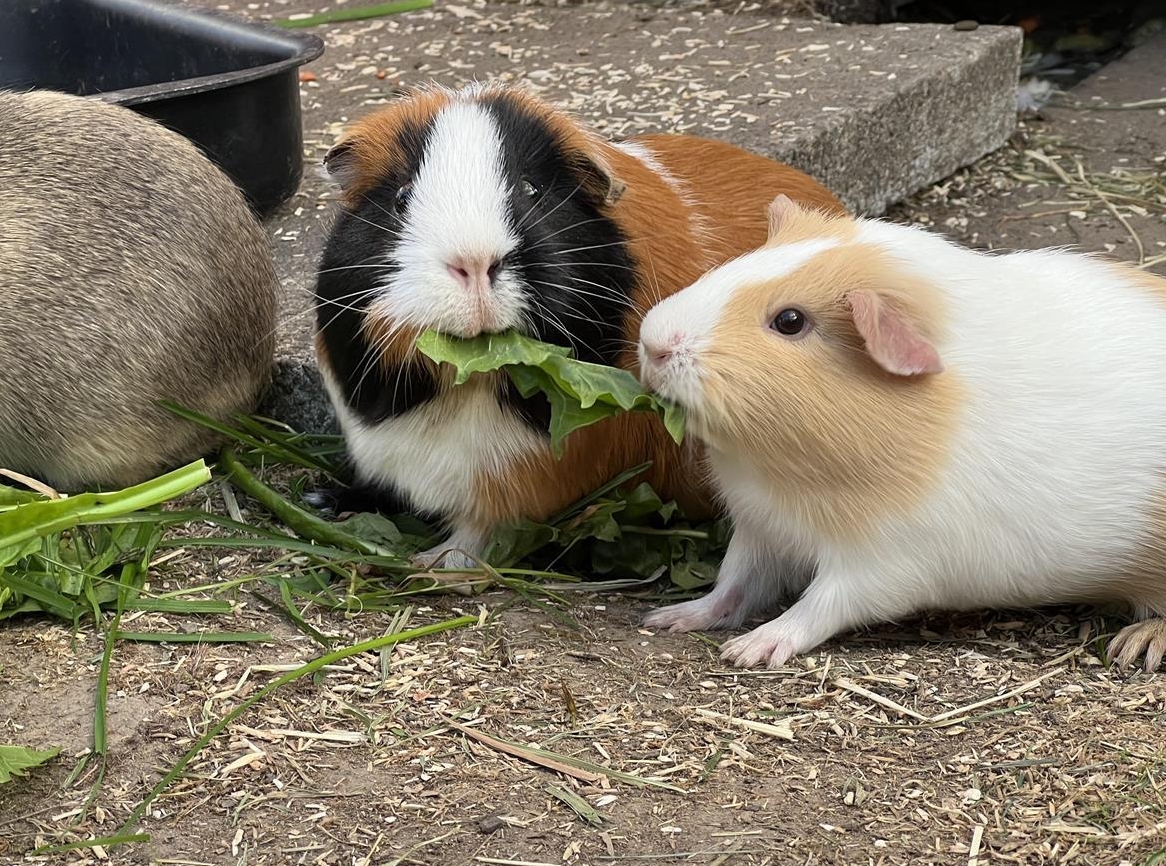 Kleintierbetreuung und Ferienheim für Meerschweinchen