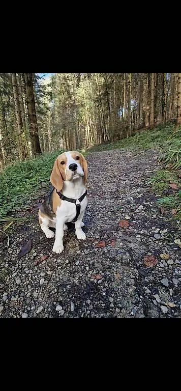 Hundesitter Dättwil