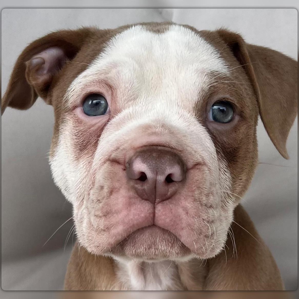 Old English Bulldog Welpen suchen neue Familien