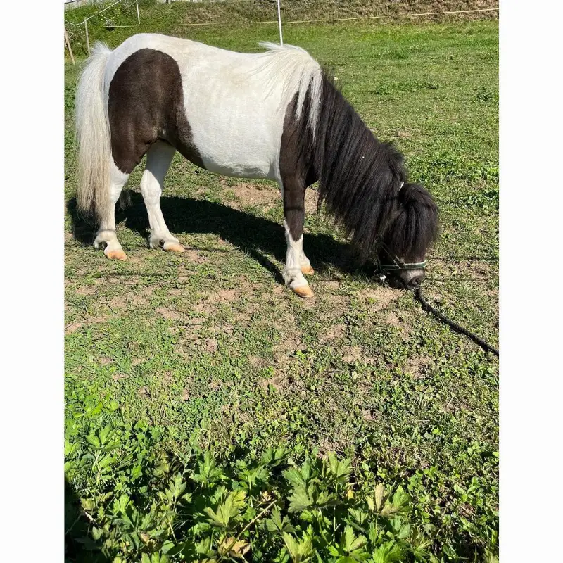 Zwei liebe Minishettys (Minishetlandponys) zu verkaufen