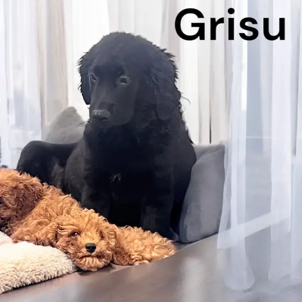 Top Labradordoodle f1b