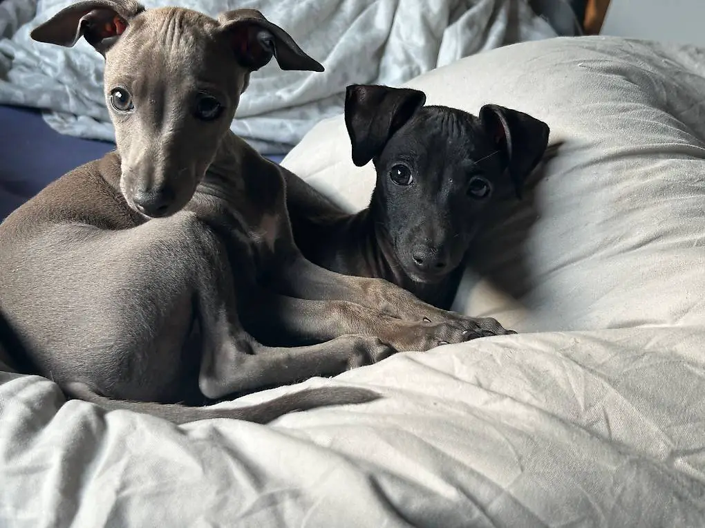 Italienisches Windspiel Rüde abgabebereit