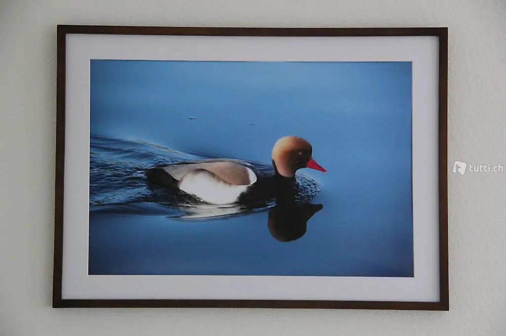 Original & Hochqualitatives Bild (Poster) 60x40 "Kolbenente"